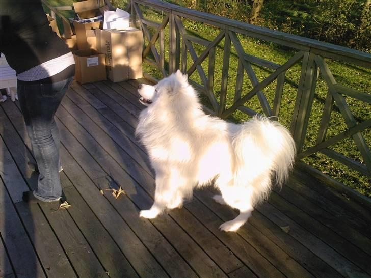 Samojedhund Snemark's Mr. Hot Stuff billede 2