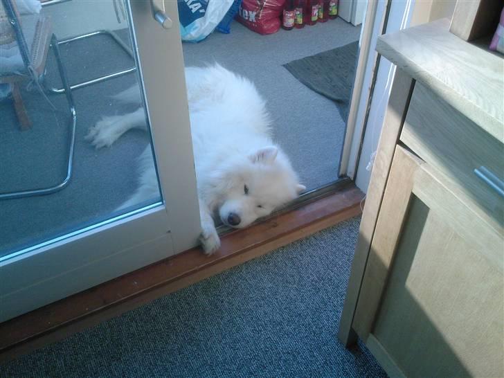 Samojedhund Snemark's Mr. Hot Stuff billede 3