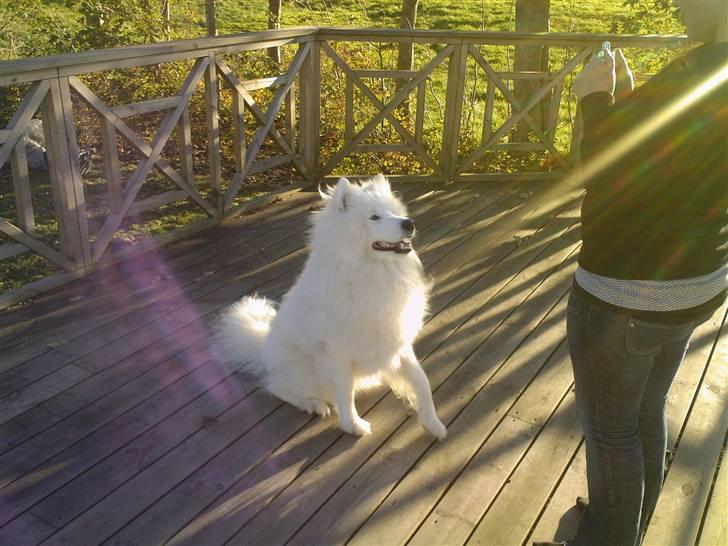 Samojedhund Snemark's Mr. Hot Stuff billede 4