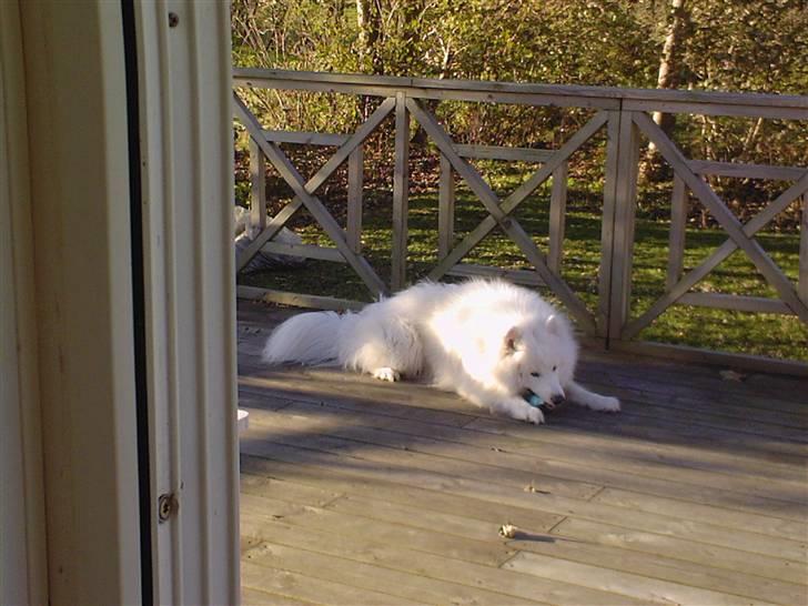 Samojedhund Snemark's Mr. Hot Stuff billede 5