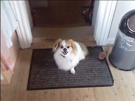 Blanding af racer Charlie billede 10