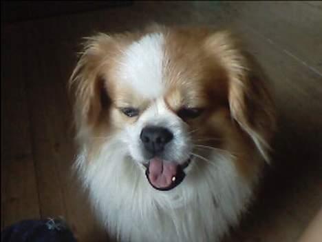 Blanding af racer Charlie billede 11