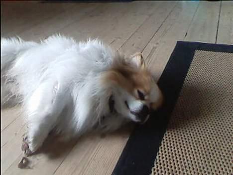 Blanding af racer Charlie billede 12