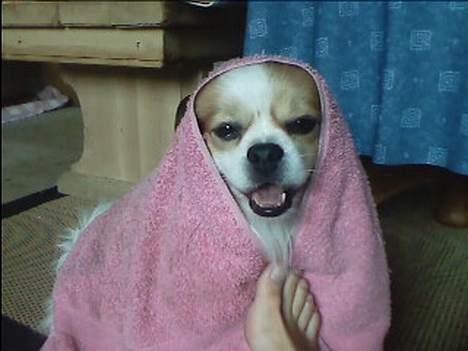 Blanding af racer Charlie billede 13