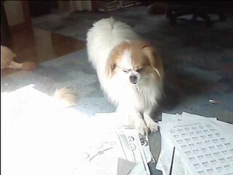 Blanding af racer Charlie billede 14