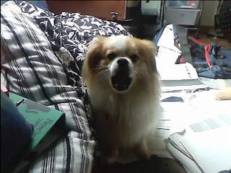 Blanding af racer Charlie billede 15