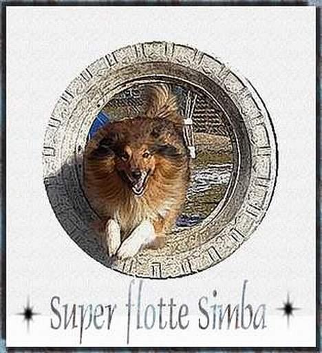 Shetland sheepdog Simba billede 15