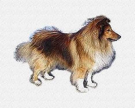 Shetland sheepdog Simba billede 16
