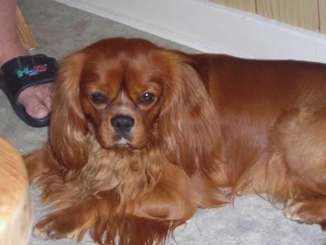 Cavalier king charles spaniel niki billede 12