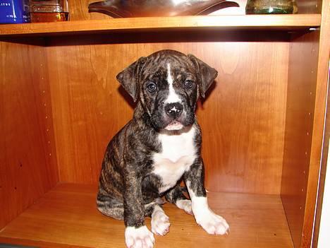 Amerikansk bulldog Boris - en hylde hund på 7 uger billede 1