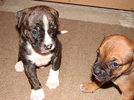 Amerikansk bulldog Boris - Boris og hans søster billede 2