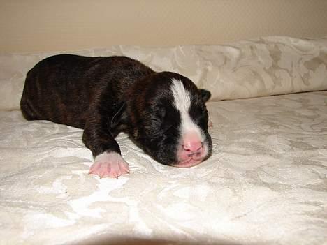 Amerikansk bulldog Boris - her er han 1 uge billede 3