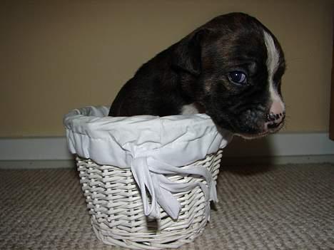 Amerikansk bulldog Boris - 3 uger billede 4