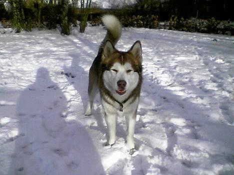 Alaskan malamute moon song`s Dina Død 2009 - Sne sne sne jeg elsker sne  Dec 2005 billede 5