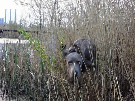 Weimaraner Hot Shoot's Gambler billede 20