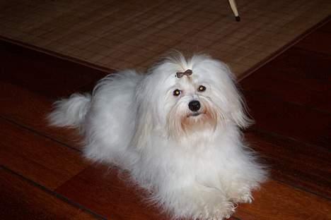 Coton de tulear St. Torøjes Mischa billede 1