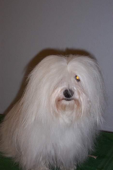 Coton de tulear St. Torøjes Mischa billede 2