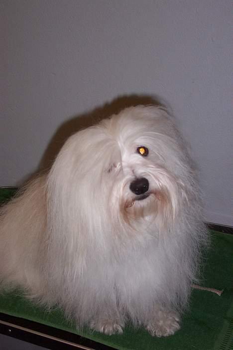 Coton de tulear St. Torøjes Mischa billede 3