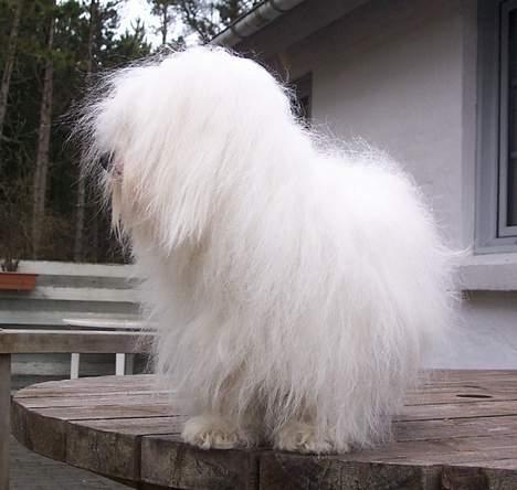 Coton de tulear St. Torøjes Mischa billede 4
