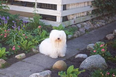 Coton de tulear St. Torøjes Mischa billede 5