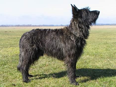 Picard Alpha Natura Uccas billede 1