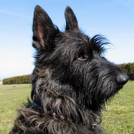 Picard Alpha Natura Uccas billede 2