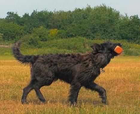 Picard Alpha Natura Uccas billede 3