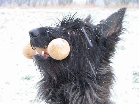 Picard Alpha Natura Uccas billede 4