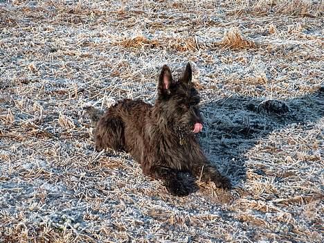 Picard Alpha Natura Uccas billede 6