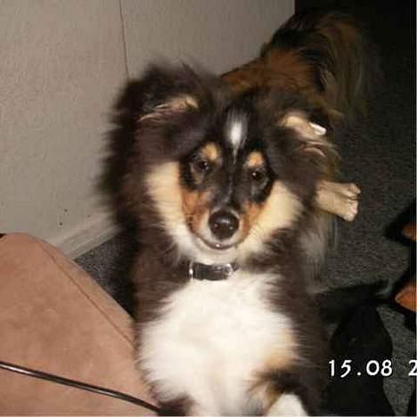 Shetland sheepdog Taylor billede 6