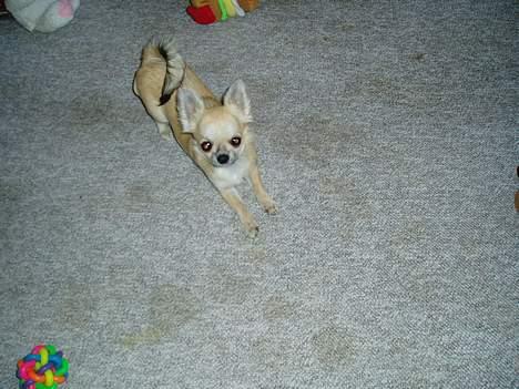 Chihuahua Coco billede 1