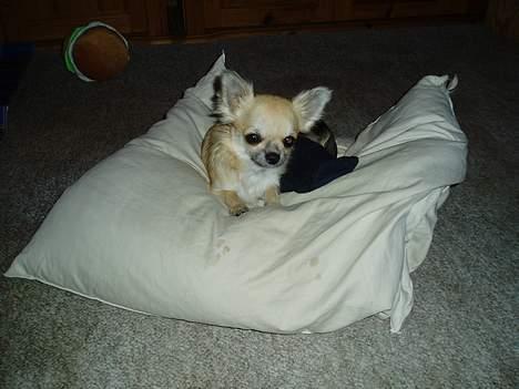 Chihuahua Coco billede 2