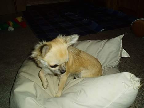 Chihuahua Coco - er lige vågnede billede 3