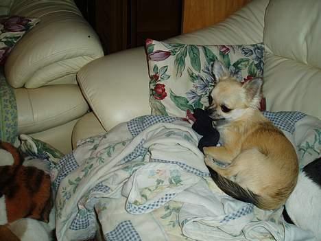 Chihuahua Coco billede 4