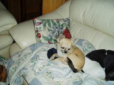 Chihuahua Coco billede 5