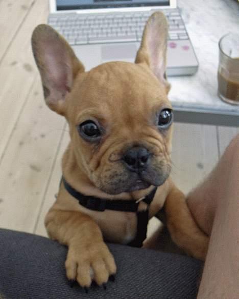 Fransk bulldog Carlos - ca. 11 uger gl. billede 1