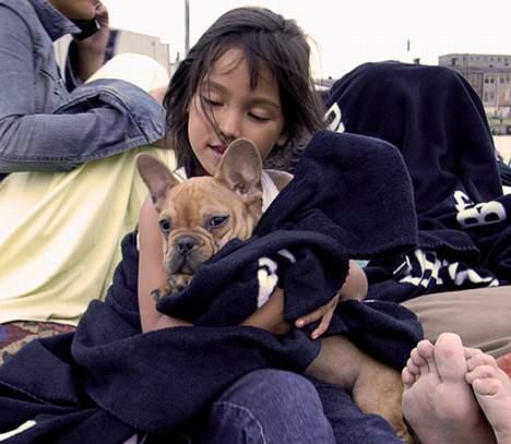 Fransk bulldog Carlos billede 2