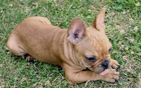 Fransk bulldog Carlos billede 3