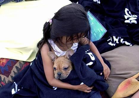 Fransk bulldog Carlos billede 4