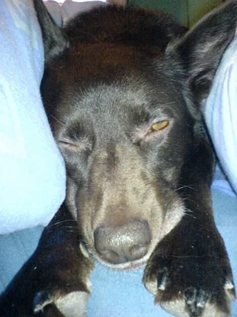 Australsk kelpie Pomba - jeg er bare træt her og så er det bedst at ligge imellem mor og far billede 11