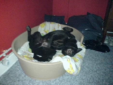 Australsk kelpie Pomba - det er den bedste sovestilling jeg ved  billede 12