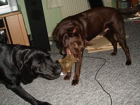 Australsk kelpie Pomba - her leger jeg ved en af mine venner emma  billede 13