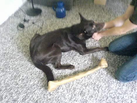 Australsk kelpie Pomba - her har jeg fået en stort tyggeben det er på størrelse med mig selv mums billede 14