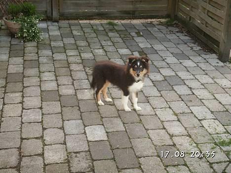 Shetland sheepdog Taylor billede 7
