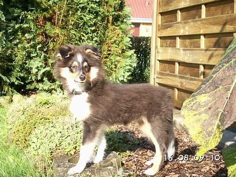 Shetland sheepdog Taylor billede 8