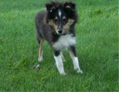 Shetland sheepdog Taylor billede 9