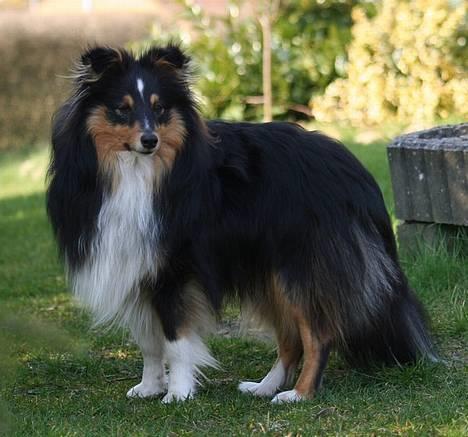 Shetland sheepdog Taylor billede 10