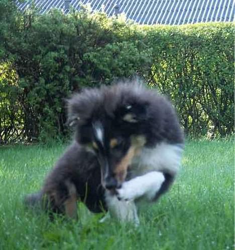 Shetland sheepdog Taylor billede 11