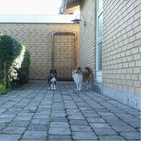 Shetland sheepdog Taylor billede 12
