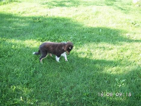 Shetland sheepdog Taylor billede 13
